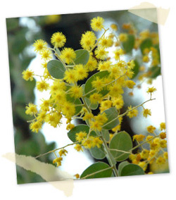 wattle August 06