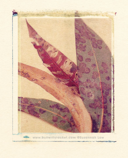 1995 Leaves 1995 Leaves - A Polaroid Transfer, Susannah Low